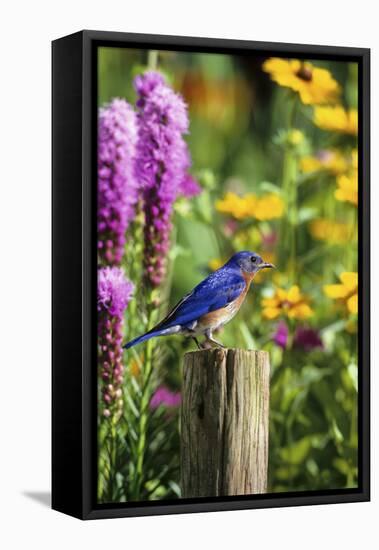 Eastern Bluebird Male on Fence Post Marion County, Illinois-Richard and Susan Day-Framed Stretched Canvas