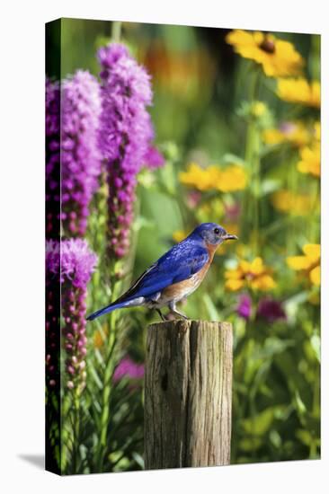 Eastern Bluebird Male on Fence Post Marion County, Illinois-Richard and Susan Day-Stretched Canvas