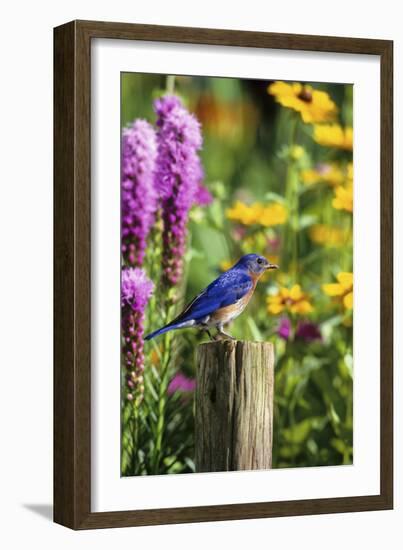 Eastern Bluebird Male on Fence Post Marion County, Illinois-Richard and Susan Day-Framed Photographic Print