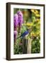 Eastern Bluebird Male on Fence Post Marion County, Illinois-Richard and Susan Day-Framed Photographic Print