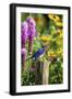 Eastern Bluebird Male on Fence Post Marion County, Illinois-Richard and Susan Day-Framed Photographic Print