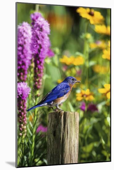 Eastern Bluebird Male on Fence Post Marion County, Illinois-Richard and Susan Day-Mounted Photographic Print