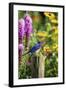 Eastern Bluebird Male on Fence Post Marion County, Illinois-Richard and Susan Day-Framed Photographic Print