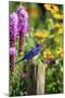 Eastern Bluebird Male on Fence Post Marion County, Illinois-Richard and Susan Day-Mounted Photographic Print