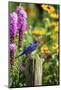 Eastern Bluebird Male on Fence Post Marion County, Illinois-Richard and Susan Day-Mounted Photographic Print