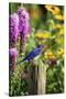 Eastern Bluebird Male on Fence Post Marion County, Illinois-Richard and Susan Day-Stretched Canvas