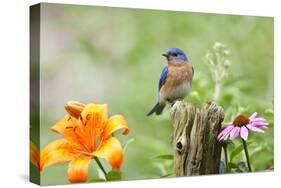 Eastern Bluebird Male on Fence Post, Marion, Illinois, Usa-Richard ans Susan Day-Stretched Canvas