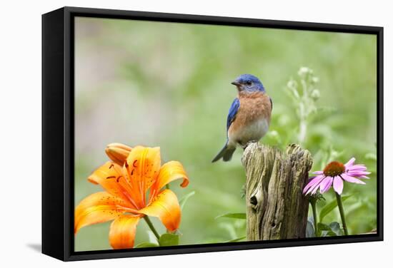 Eastern Bluebird Male on Fence Post, Marion, Illinois, Usa-Richard ans Susan Day-Framed Stretched Canvas