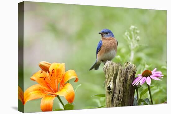 Eastern Bluebird Male on Fence Post, Marion, Illinois, Usa-Richard ans Susan Day-Stretched Canvas