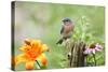 Eastern Bluebird Male on Fence Post, Marion, Illinois, Usa-Richard ans Susan Day-Stretched Canvas