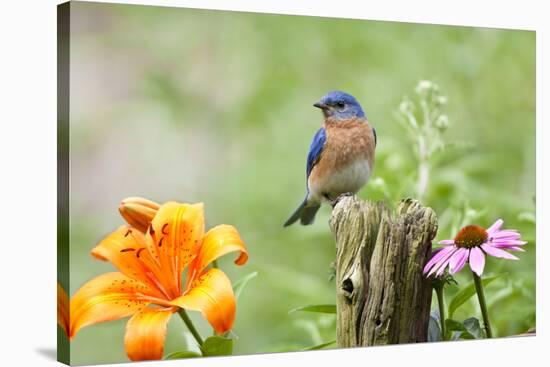 Eastern Bluebird Male on Fence Post, Marion, Illinois, Usa-Richard ans Susan Day-Stretched Canvas