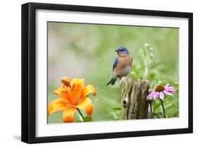 Eastern Bluebird Male on Fence Post, Marion, Illinois, Usa-Richard ans Susan Day-Framed Photographic Print