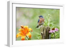 Eastern Bluebird Male on Fence Post, Marion, Illinois, Usa-Richard ans Susan Day-Framed Photographic Print