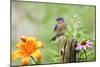 Eastern Bluebird Male on Fence Post, Marion, Illinois, Usa-Richard ans Susan Day-Mounted Photographic Print