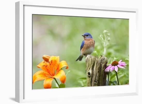 Eastern Bluebird Male on Fence Post, Marion, Illinois, Usa-Richard ans Susan Day-Framed Photographic Print