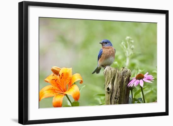 Eastern Bluebird Male on Fence Post, Marion, Illinois, Usa-Richard ans Susan Day-Framed Photographic Print