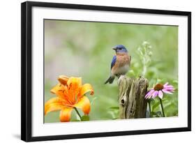 Eastern Bluebird Male on Fence Post, Marion, Illinois, Usa-Richard ans Susan Day-Framed Photographic Print