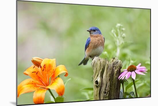 Eastern Bluebird Male on Fence Post, Marion, Illinois, Usa-Richard ans Susan Day-Mounted Photographic Print