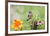 Eastern Bluebird Male on Fence Post, Marion, Illinois, Usa-Richard ans Susan Day-Framed Photographic Print