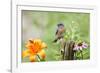 Eastern Bluebird Male on Fence Post, Marion, Illinois, Usa-Richard ans Susan Day-Framed Photographic Print