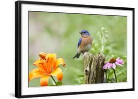 Eastern Bluebird Male on Fence Post, Marion, Illinois, Usa-Richard ans Susan Day-Framed Photographic Print