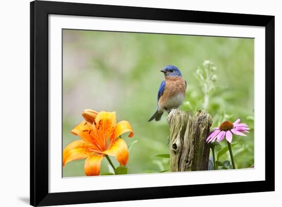 Eastern Bluebird Male on Fence Post, Marion, Illinois, Usa-Richard ans Susan Day-Framed Photographic Print