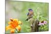 Eastern Bluebird Male on Fence Post, Marion, Illinois, Usa-Richard ans Susan Day-Mounted Photographic Print