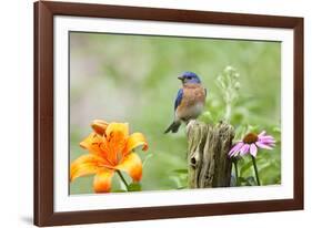 Eastern Bluebird Male on Fence Post, Marion, Illinois, Usa-Richard ans Susan Day-Framed Photographic Print