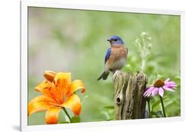 Eastern Bluebird Male on Fence Post, Marion, Illinois, Usa-Richard ans Susan Day-Framed Photographic Print