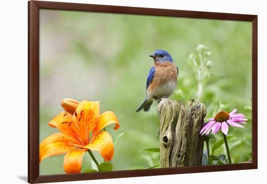 Eastern Bluebird Male on Fence Post, Marion, Illinois, Usa-Richard ans Susan Day-Framed Photographic Print