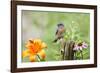 Eastern Bluebird Male on Fence Post, Marion, Illinois, Usa-Richard ans Susan Day-Framed Premium Photographic Print