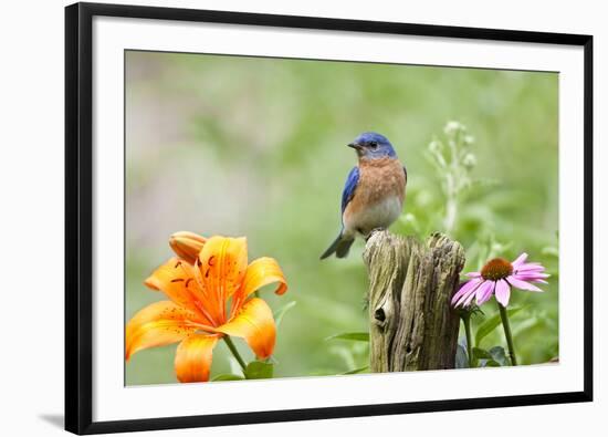 Eastern Bluebird Male on Fence Post, Marion, Illinois, Usa-Richard ans Susan Day-Framed Premium Photographic Print