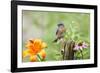 Eastern Bluebird Male on Fence Post, Marion, Illinois, Usa-Richard ans Susan Day-Framed Premium Photographic Print