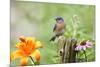 Eastern Bluebird Male on Fence Post, Marion, Illinois, Usa-Richard ans Susan Day-Mounted Premium Photographic Print