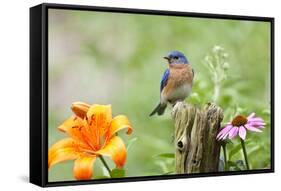 Eastern Bluebird Male on Fence Post, Marion, Illinois, Usa-Richard ans Susan Day-Framed Stretched Canvas