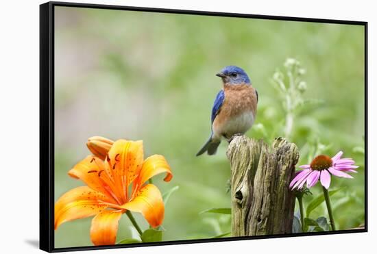 Eastern Bluebird Male on Fence Post, Marion, Illinois, Usa-Richard ans Susan Day-Framed Stretched Canvas