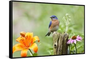 Eastern Bluebird Male on Fence Post, Marion, Illinois, Usa-Richard ans Susan Day-Framed Stretched Canvas