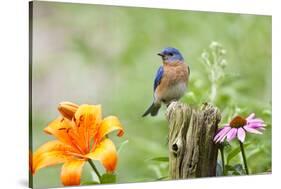 Eastern Bluebird Male on Fence Post, Marion, Illinois, Usa-Richard ans Susan Day-Stretched Canvas
