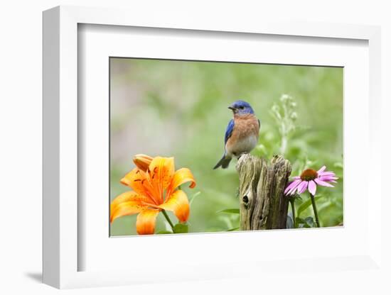 Eastern Bluebird Male on Fence Post, Marion, Illinois, Usa-Richard ans Susan Day-Framed Photographic Print