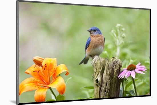 Eastern Bluebird Male on Fence Post, Marion, Illinois, Usa-Richard ans Susan Day-Mounted Photographic Print