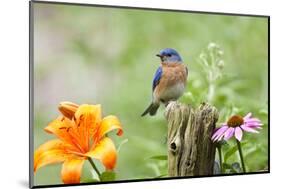 Eastern Bluebird Male on Fence Post, Marion, Illinois, Usa-Richard ans Susan Day-Mounted Photographic Print