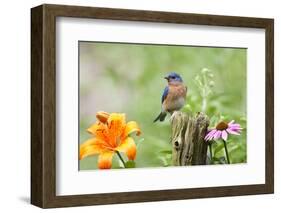 Eastern Bluebird Male on Fence Post, Marion, Illinois, Usa-Richard ans Susan Day-Framed Premium Photographic Print