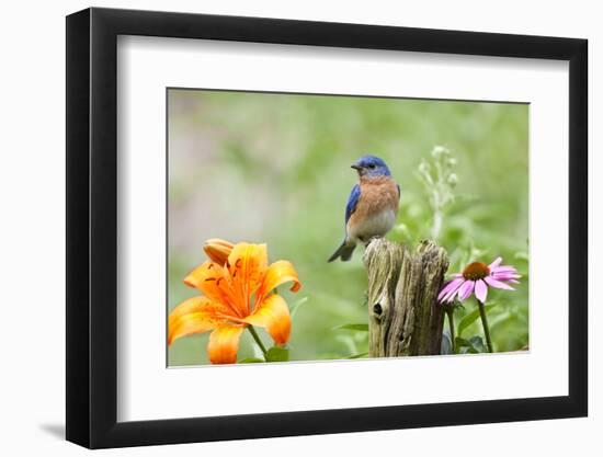 Eastern Bluebird Male on Fence Post, Marion, Illinois, Usa-Richard ans Susan Day-Framed Premium Photographic Print
