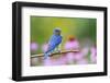 Eastern Bluebird Male on Perch, Marion, Illinois, Usa-Richard ans Susan Day-Framed Photographic Print