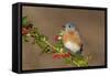 Eastern Bluebird Male with Frosted Holly Berries in Winter-null-Framed Stretched Canvas