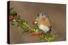 Eastern Bluebird Male with Frosted Holly Berries in Winter-null-Stretched Canvas