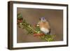 Eastern Bluebird Male with Frosted Holly Berries in Winter-null-Framed Photographic Print