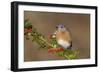 Eastern Bluebird Male with Frosted Holly Berries in Winter-null-Framed Photographic Print