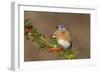 Eastern Bluebird Male with Frosted Holly Berries in Winter-null-Framed Photographic Print