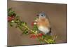 Eastern Bluebird Male with Frosted Holly Berries in Winter-null-Mounted Photographic Print